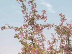 -南山植物园