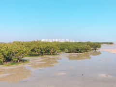 -红树林天天赶海