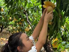 -老袁家蜜桃农场·阳山水蜜桃