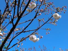 -天适樱花悠乐园