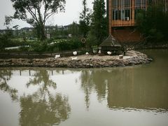 -田园东方蜜桃村的田野营地