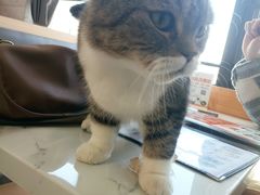 -喵园·猫主题咖啡厅·撸猫·猫咖(国贸店)