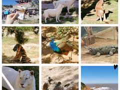 -西霞口神雕山野生动物世界