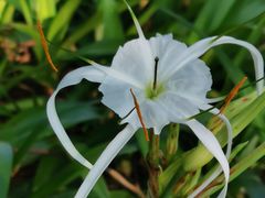 -洋湖国家湿地公园