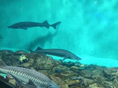 -太平洋海底世界