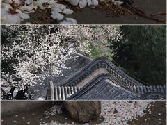 -颐和园