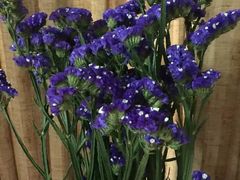 -桂林市花鸟市场