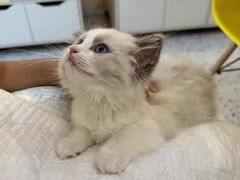 -柚子猫舍·精品猫舍购猫·猫咪认养·购宠·宠物店