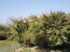 -中国扬子鳄村