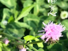 -白鹭湾湿地公园