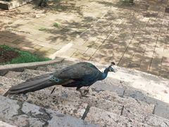 -昆明动物园