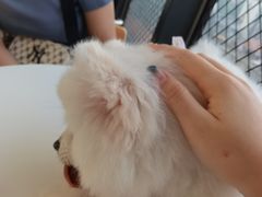 -怪兽屋·羊驼·猫咖·狗咖(俊华广场店)