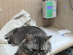 -北京观赏动物医院·24小时大型综合·猫专科·异宠专科