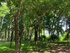 -大兴滨河森林公园