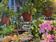 -曲阳花鸟市场(曲阳路店)
