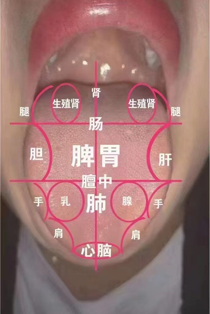 舌头上的五脏六腑