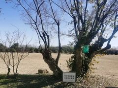 -合肥三国新城遗址公园