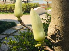 -新江湾城公园
