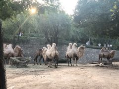 -石家庄市动物园