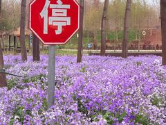 -合肥滨湖国家森林公园