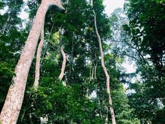 -西双版纳原始森林公园