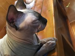 -李小姐の猫咖啡馆(五角场店)
