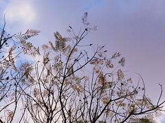 -白鹭湾湿地公园