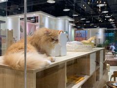 -藏猫猫咖啡主题馆(中央大道店)