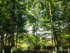 -桤木河湿地公园