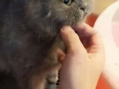 -PETKIT 小佩宠物·低压洗护·美容·寄养(安远店)