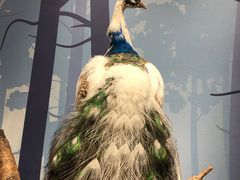 -陕西自然博物馆