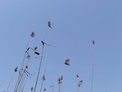 -苏州太湖国家湿地公园