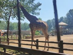 -大连森林动物园