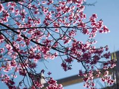 -松山湖梦幻百花洲