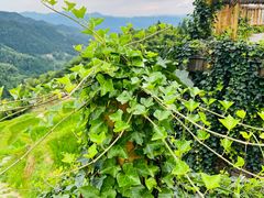 -紫鹊界梯田景区