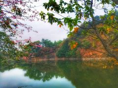 -王借岗森林公园