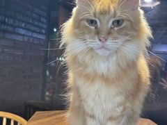 -豆逗聊愈猫阁Easy Life