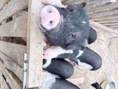 -HERRE·FARM 赫尔露营农场·团建聚会包场