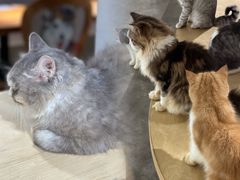 -more than meow吴止猫主题餐厅(承德 中船汇店)