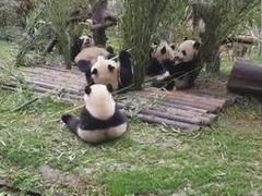 -都江堰中华大熊猫苑