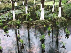 -重庆彩云湖湿地公园