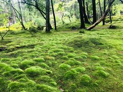-西芳寺(苔寺)
