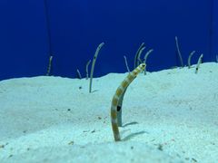 -上海海洋水族馆