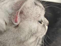 -平行世界·猫咖(首经贸店)