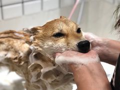 -熊小胖宠物生活馆(天华园店)
