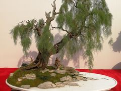 -重庆市江北嘴中央商务区中央公园