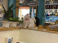 -猫小院猫主题咖啡厅(北锣店)
