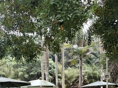 -深圳野生动物园