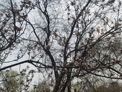 -桃花堤公园