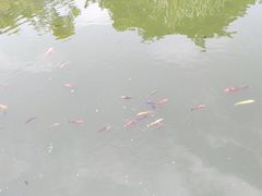 -九龙公园